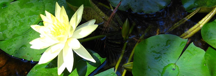 Lotus flower 3