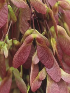 Our acts of kindness are like seeds in the wind. Surrender them to be transformed into miracles.