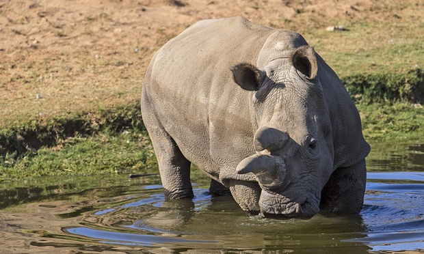Nola the White Rhino (1974-2015)