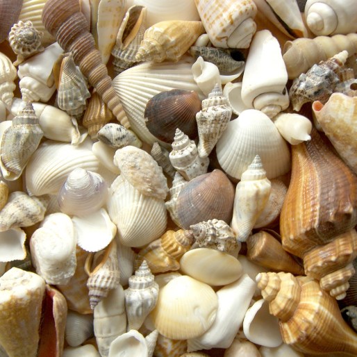 Group of shells