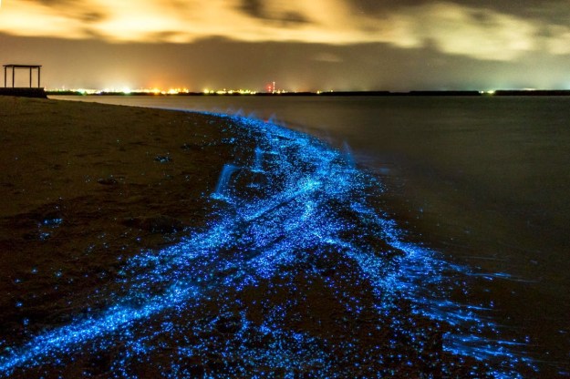 Image result for bioluminescence plankton