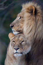Lion couple