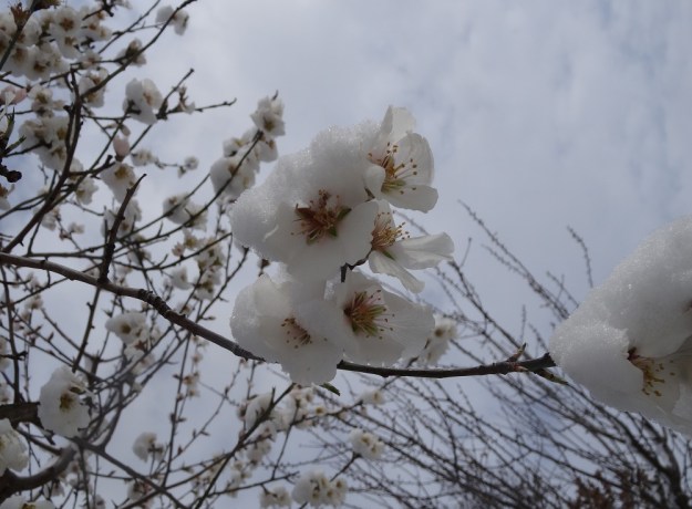 snow blossoms