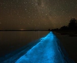 bioluminescent bay
