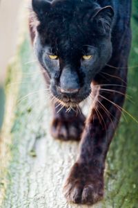 panther