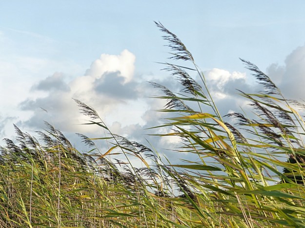 breeze