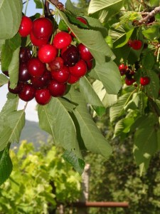 cherries hanging
